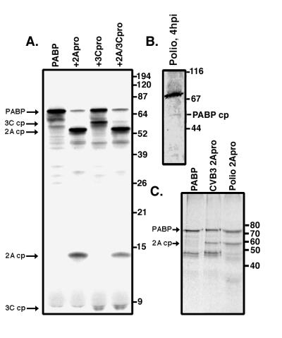 FIG. 5