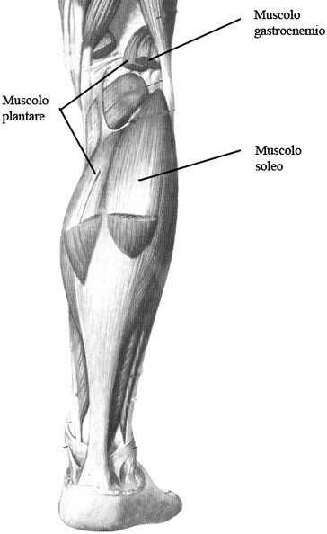 Fig. 5