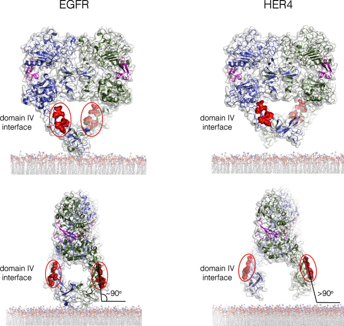 Figure 11—figure supplement 2.