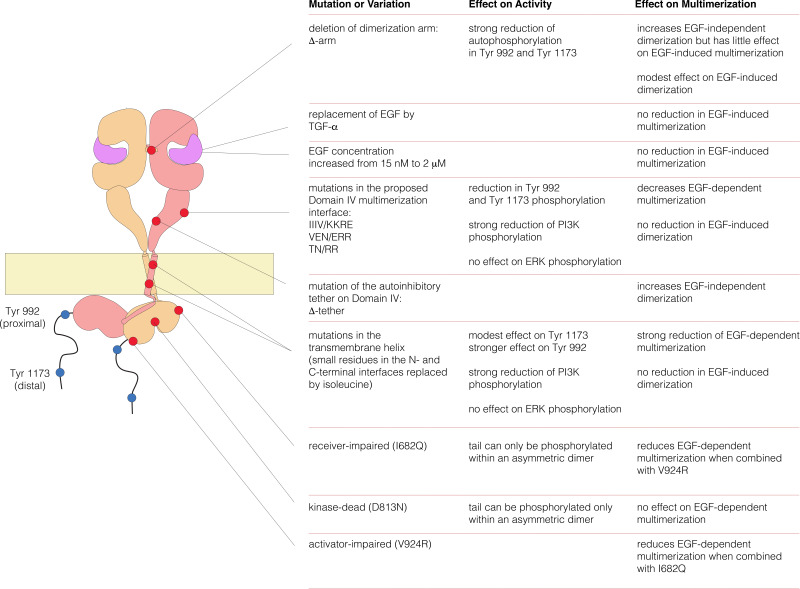 Figure 11—figure supplement 1.