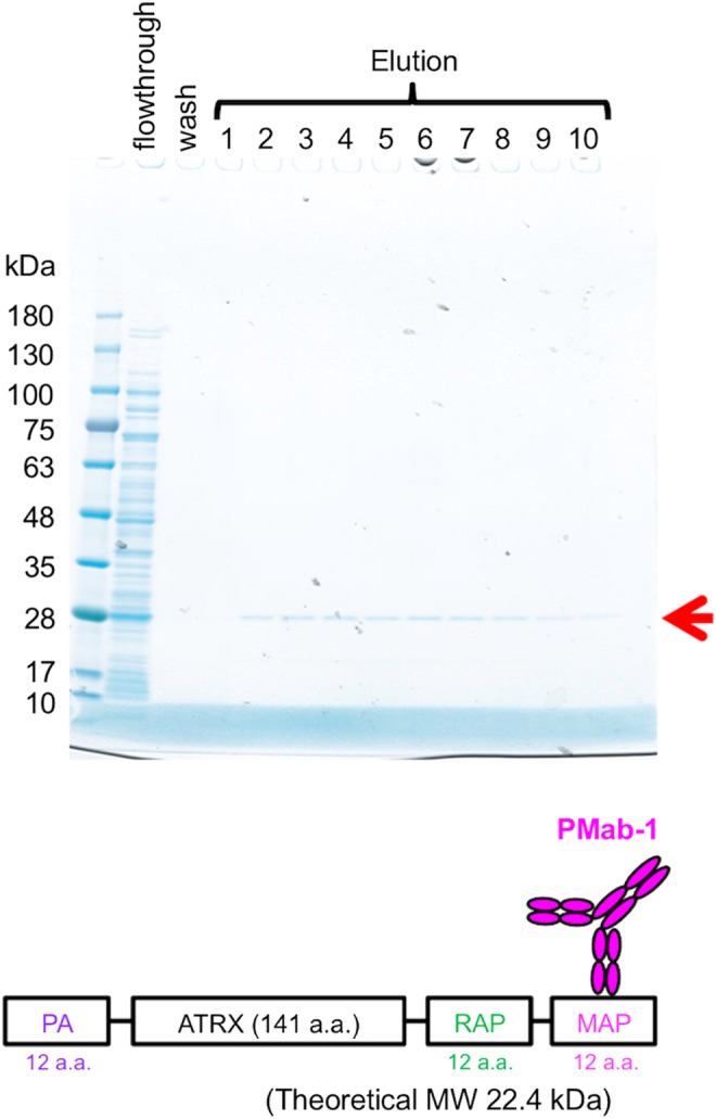 FIG. 2.