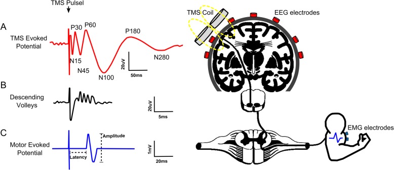 Fig. 7