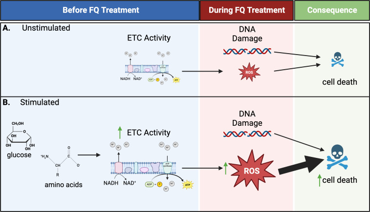 Two sections compare effects of stimulation on cellular processes. Both depict ETC activity and ROS production leading to DNA damage and cell death. Stimulated condition depicts increased ETC activity and ROS, with a greater impact on cell death.