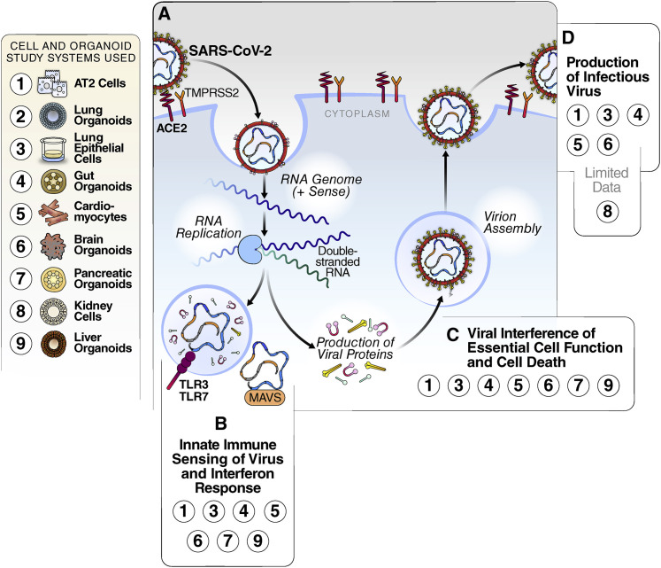 Figure 2