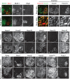 Figure 1—figure supplement 2.