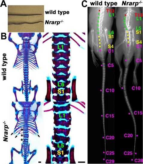 FIGURE 1: