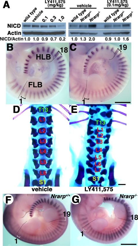 FIGURE 5: