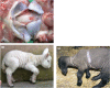 Fig 7: