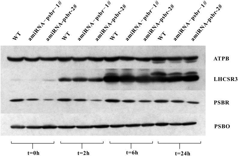 Figure 4.