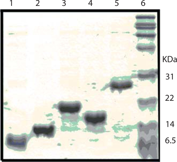 Figure 5.5