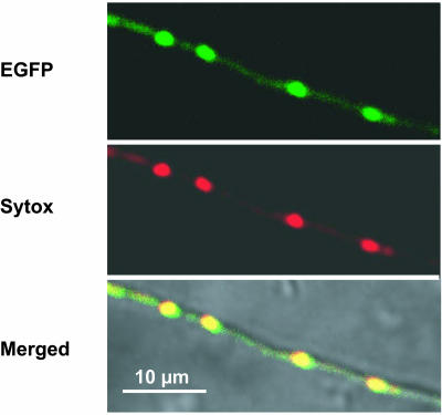 FIG. 7.