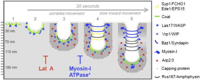 Fig. 7.