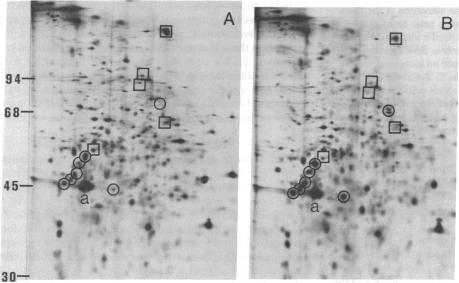 graphic file with name pnas00661-0346-a.jpg