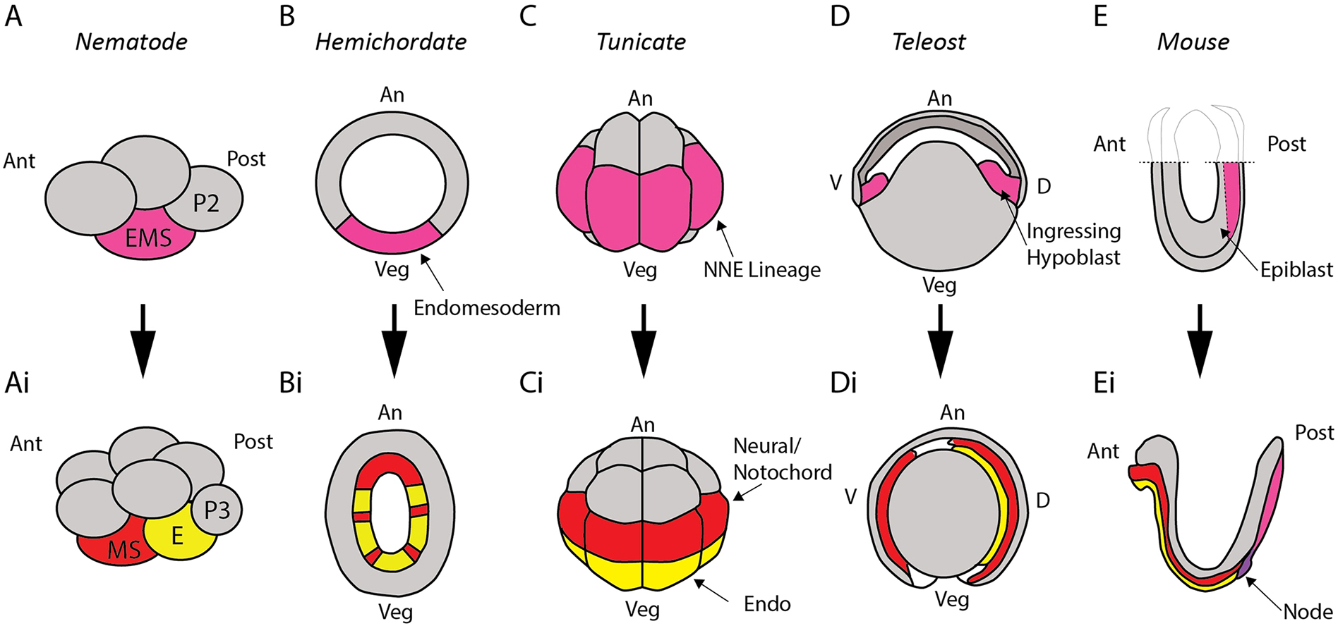 Figure 1: