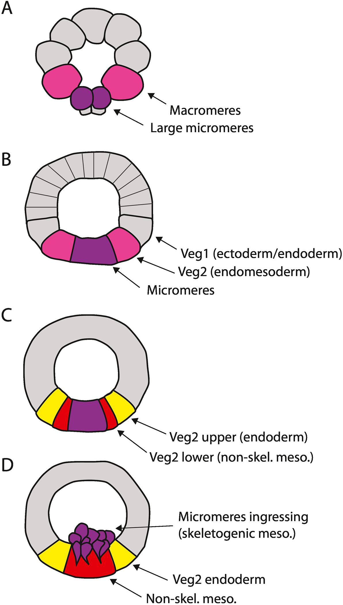 Figure 2: