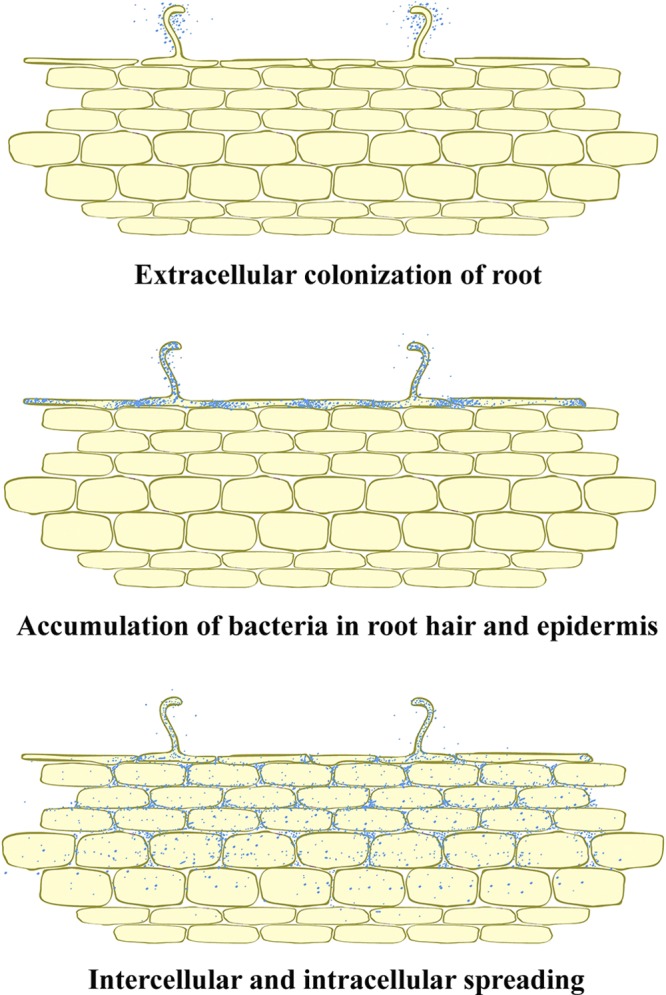 Fig 7