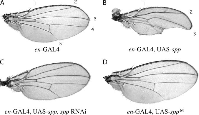 Figure 5.—