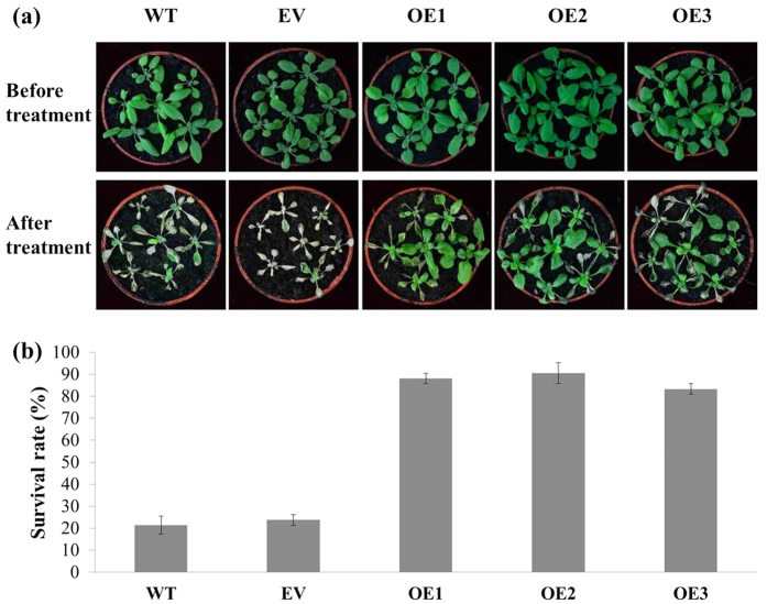 Figure 5