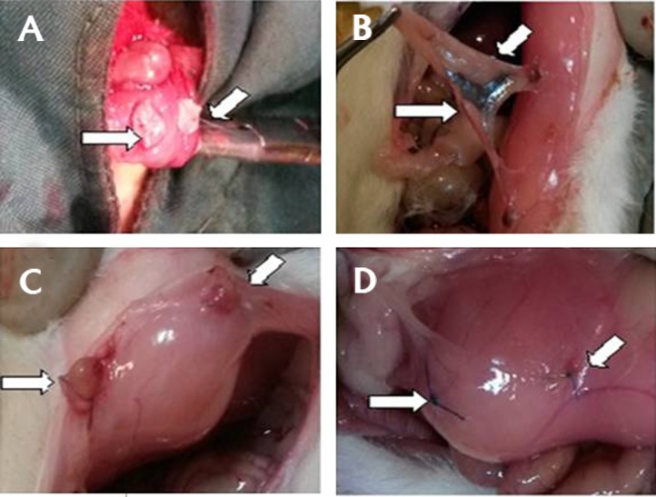 Fig.2