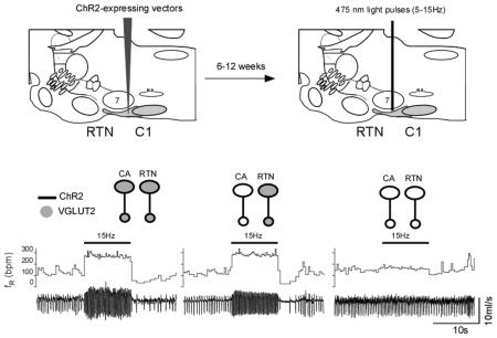 graphic file with name nihms-702263-f0001.jpg