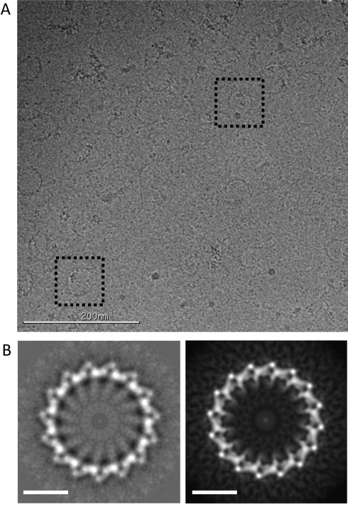 FIGURE 4: