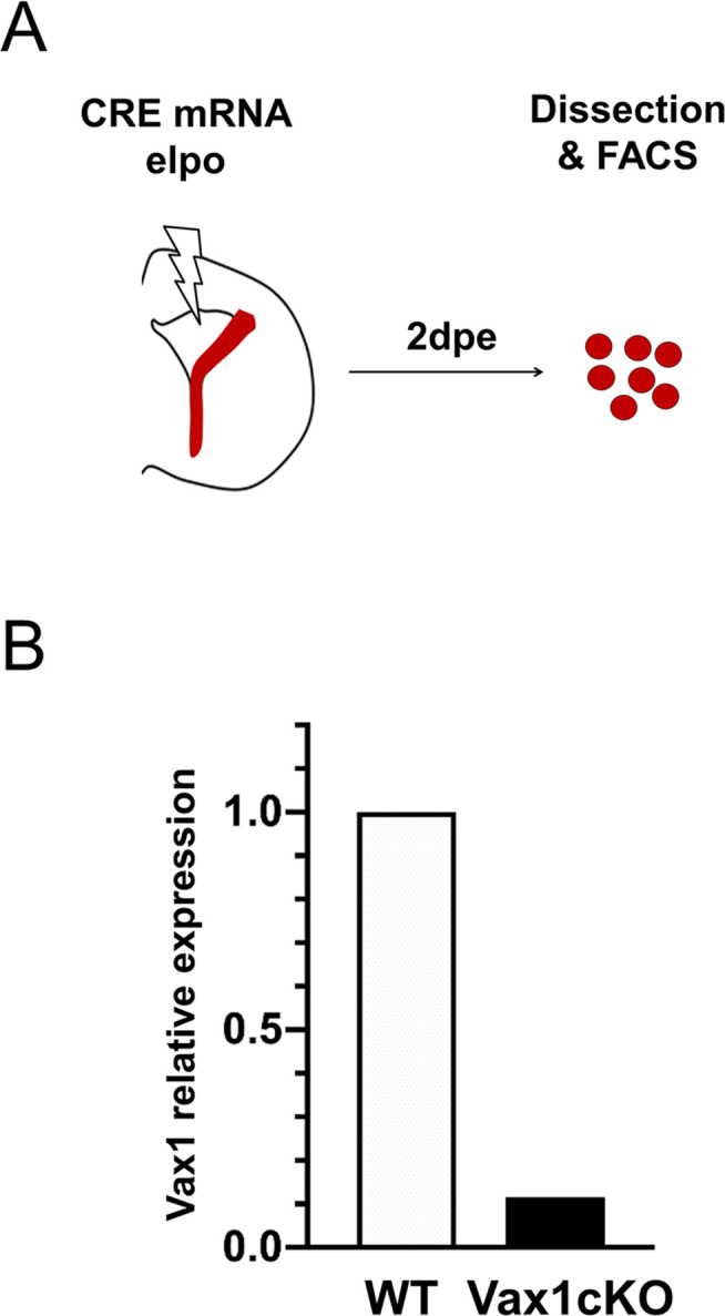 Figure 2—figure supplement 1.