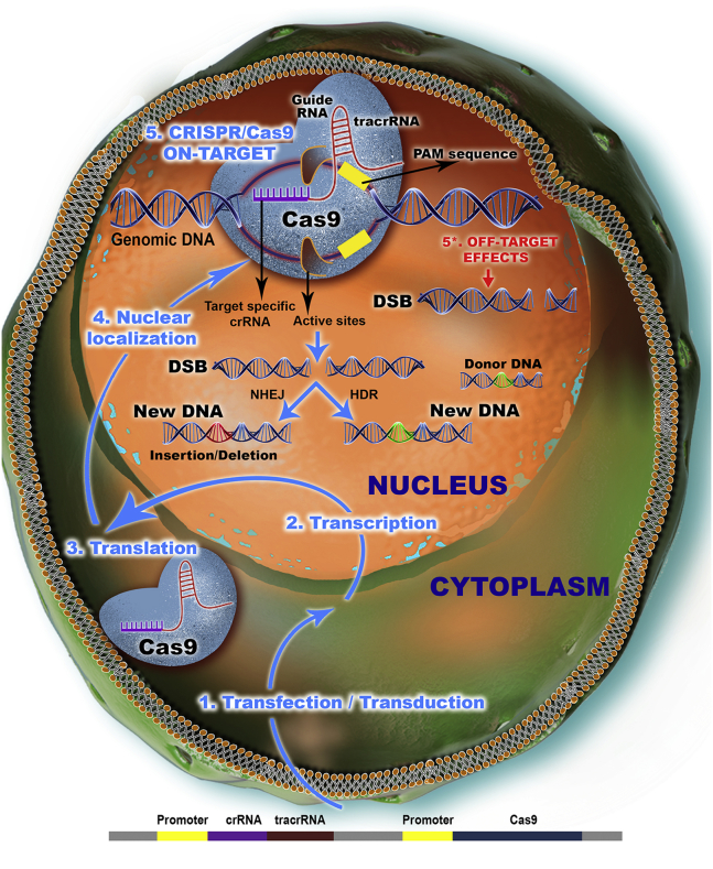 Figure 1