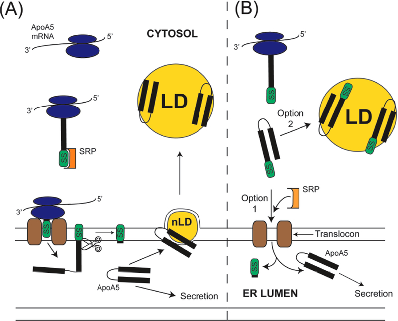 Fig. (1)