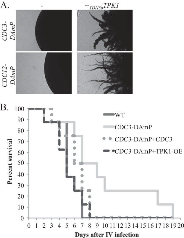 FIG 4