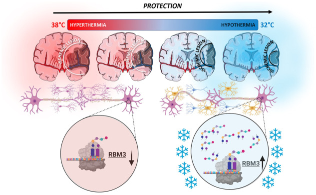 Graphical Abstract