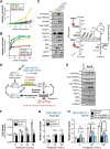 Figure 1. Enhanced arginine methylation of glycolytic enzymes and activation of serine synthetic pathway in the chemoresistant breast cancer cell lines. A and B, Magnitudes of cell death were assessed using the CellTOX Green Cytotoxicity Assay kit. Chemosensitivity to doxorubicin (A) and paclitaxel (B). Mean ± SE (n = 4) *, P < 0.05, versus MCF7 (yellow), an ER-positive breast cancer cell line. Comparisons among all four groups were performed using one-way ANOVA with Fisher LSD test. C, Left, Western blot analyses showing basal expression of enzymes in glycolysis, serine-synthesizing system, and trans-sulfuration pathways in human breast cancer-derived cell lines. Right, each enzyme was mapped to a metabolic pathway. The dataset is representative of at least three independent experiments. D, Protocols to generate Ptx-resistant MDA-MB-231 cells, in which the cells were transplanted into nude mice. E, Western blot analyses showing expression of enzymes in glycolysis, the serine-synthesizing system, and the trans-sulfuration pathway in three different cell lines of Ptx-resistant (Ptx-R) MDA-MB-231 (#1–3). F, Effects of increasing concentration of Ptx on cell death, which was assessed using the CellTOX Green Cytotoxicity Assay kit. *, P < 0.05, compared with parenteral cell death. Data indicate mean ± SE (n = 6). *, P < 0.05 versus parental cells. Differences were tested using two-way ANOVA with Fisher LSD test. G and H, Effects of sgPRMT1 on the cell death of parental (G) and Ptx-R (H) MDA-MB-231 cells. * and †, P < 0.05, two-way ANOVA with Fisher least significant difference test. Data indicate mean ± SE (n = 4). n.s, not significant.