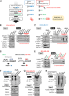 Figure 5. Effects of PRMT1-involving protein S-palmitoylation on PHGDH stability in MDA-MB-468 and paclitaxel-resistant MDA-MB-231. A, Schematic diagram of the ABE method for detecting protein S-palmitoylation. MMTS, S-methylmethane-thiosulfonate. S-Pal, S-palmitoylation; SA, streptavidin; HAM, hydroxylamine. B and C, Results of the ABE assay in MDA-MB-468 (B) and Ptx-R MDA-MB-231(C) cells, respectively. D and E, Reversibility of S-palmitoylation of PHGDH, FASN, and PRMT1 by a doxycycline (DOX)-mediated shRNA switching on-off system for PRMT1 expression (D). Results of ABE assay. The elute blotting indicated that the addition of DOX reduced and DOX-w/d recovered the S-palmitoylation of PHGDH and FASN (E). F and G, Knockout of PRMT1, but not PRMT4, enhances polyubiquitination of FLAG-tagged human PHGDH in Ptx-R MDA-MB-231 (F) and MDA-MB-468 (G). H, Effect of the PHGDH R20K mutants on their protein stability.