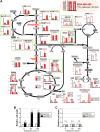 Figure 3. Flux analyses in MDA-MB-468 cells treated with 13C6-glucose loading. A, Metabolome analyses indicating the effects of 13C6-glucose loading for 30 minutes on metabolic intermediates in glycolysis and the serine/glycine cleavage system (left bar; sgControl, right bar; sgPRMT1 cells). 13C-labeled intermediate metabolites were determined using CE-MS. Data showing amounts of 13C6-labeled intermediates in central carbon and sulfur-containing amino acid metabolism, are expressed as mean ± SE (μmol/g protein) of six to eight separate experiments. Fraction of labeling of the different mass isotopologs (m+n; n, number of 13C-labeled carbon atom). *, P < 0.05; #, P < 0.05 versus sgCont. (unpaired Student t test; N.D., not detected). G-6-P, glucose 6-phosphate; F-6-P, fructose 6-phosphate; F-1,6-BP, fructose 1,6-bisphosphate; GA3P, glyceraldehyde 3-phosphate; 3-PG, 3-phosphoglycerate; 2-PG, 2-phosphoglycerate; PEP, phosphoenolpyruvate; 6-PG, 6-phosphogluconate; Ru-5-P, ribulose-5-phosphate; R-5-P, ribose-5-phosphate; S-7-P, sedoheptulose-7-phosphate; E-4-P, erythrose-4-phosphate; PRPP, phosphoribosyl pyrophosphate; Pyr, Pyruvate; Lac, Lactate; AcCoA, acetyl-CoA; Suc-CoA, succinyl-CoA; OAA, oxaloacetate; Glu, glutamic acid; 3-PHP, 3-phosphohydroxypyruvate; pSer, phosphoserine; Ser, serine; Gly, glycine; Met, methionine; SAM, S-adenosylmethionine; SAH, S-adenosylhomocysteine; Hcy, homocysteine; Cys, cysteine; γ-Glu-Cys, gamma glutamylcysteine; GSH, reduced glutathione; GSSG, oxidized glutathione. B and C, Effects of sgPRMT1 (B) and sgPRMT4 (C) on the cell death of MDA-MB-468. *, P < 0.05 versus sgCont. Differences were tested by two-way ANOVA using Fisher LSD test (n = 4). n.s., not significant.