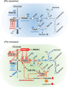 Figure 8. Schematic diagram of metabolic rewiring mechanisms in drug-resistant breast cancer cells. Drug-sensitive cells have lower methylation levels of PFKFB3, PKM2, and PHGDH, increasing polyubiquitination of PFKFB3, PHGDH, and FASN to reduce influx from the glycolytic system into the serine synthesizing pathway (top). PRMT1 methylates PFKFB3, PKM2, and PHGDH to determine the fate of the carbon source for fatty acid synthesis to support chemoresistance in TNBC (bottom). Arginine methylation of PHGDH (R20/54) stabilizes the enzyme to enhance the serine synthetic pathway and de novo fatty acid synthesis through augmentation of αKG coupled with a PSAT1-involving reaction. Enhanced fatty acid synthesis sustains enzyme activity by S-palmitoylation of PHGDH and FASN through de novo synthesis of palmitate, promoting positive feedback between the serine synthetic pathway and fatty acid synthesis to acquire malignant traits in TNBC. Blockade of this feedback system using the PRMT1 inhibitor MS023 or S-palmitoyltransferase inhibitor 2-Br-Pal unlocks chemoresistance to paclitaxel.