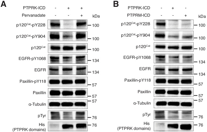 Figure 6—figure supplement 1.