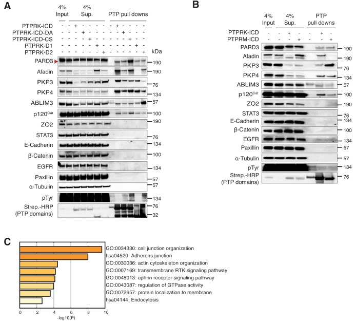 Figure 3—figure supplement 2.