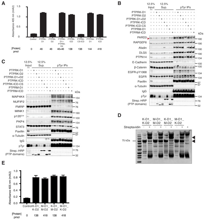 Figure 5—figure supplement 1.