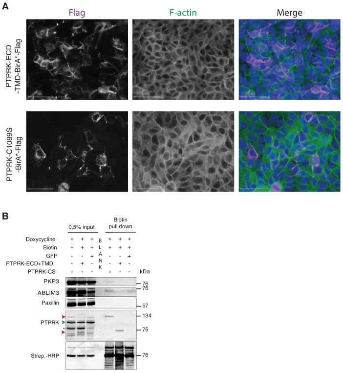 Figure 4—figure supplement 1.