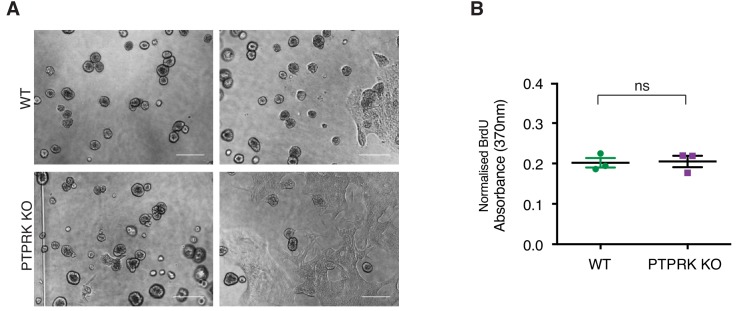 Figure 8—figure supplement 1.