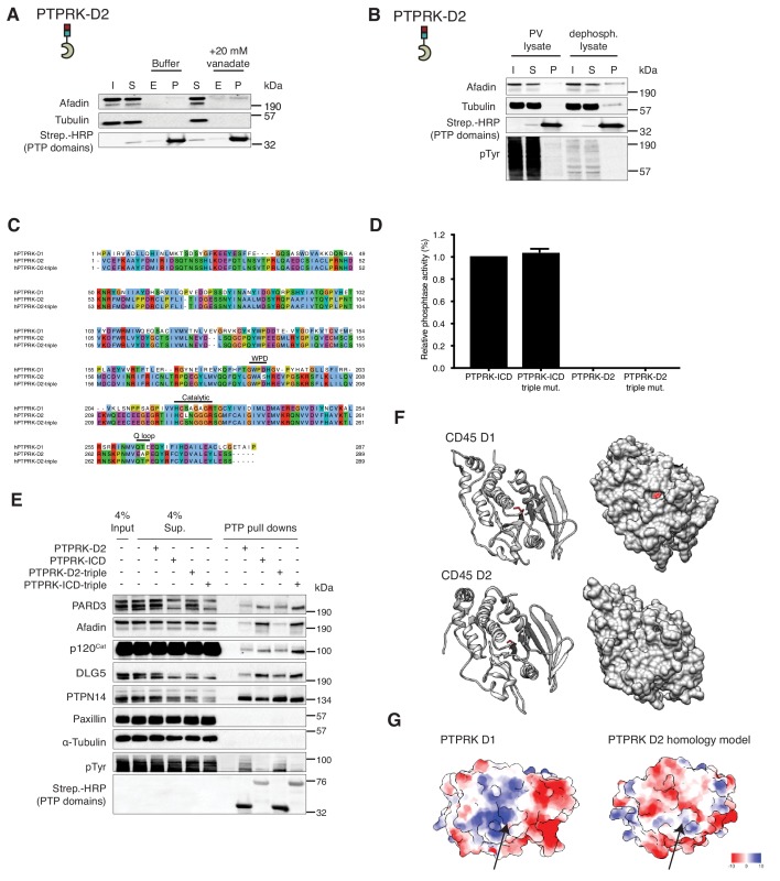 Figure 5—figure supplement 2.