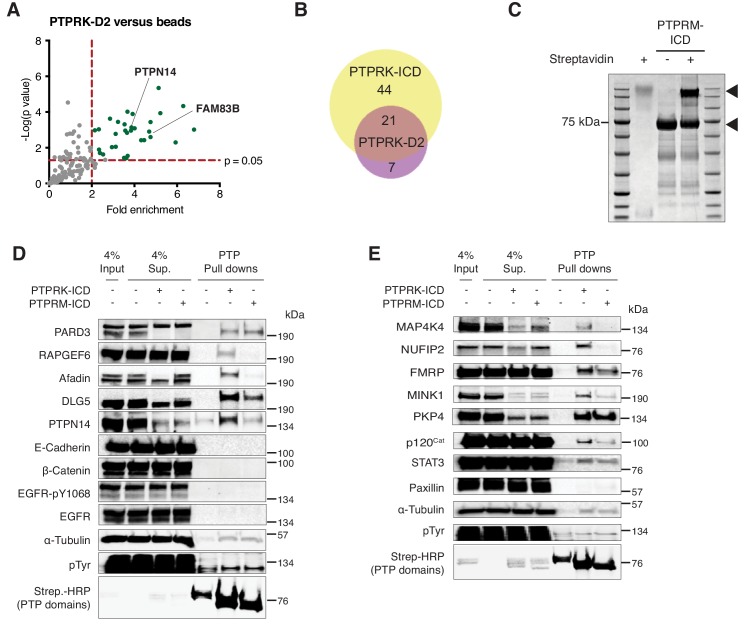 Figure 2—figure supplement 3.