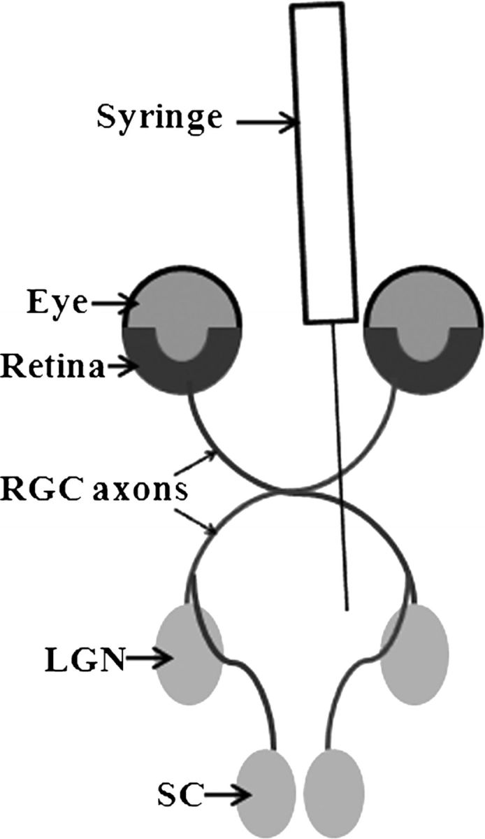 FIGURE 7.