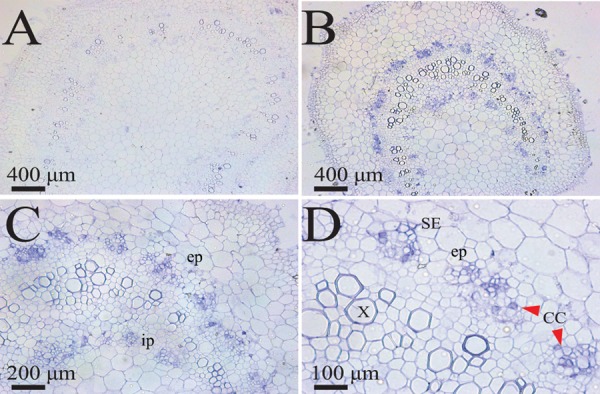 Fig 6