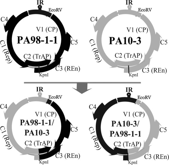 Fig 1