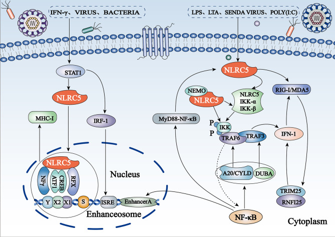 Figure 2