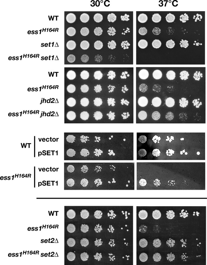 Fig 8