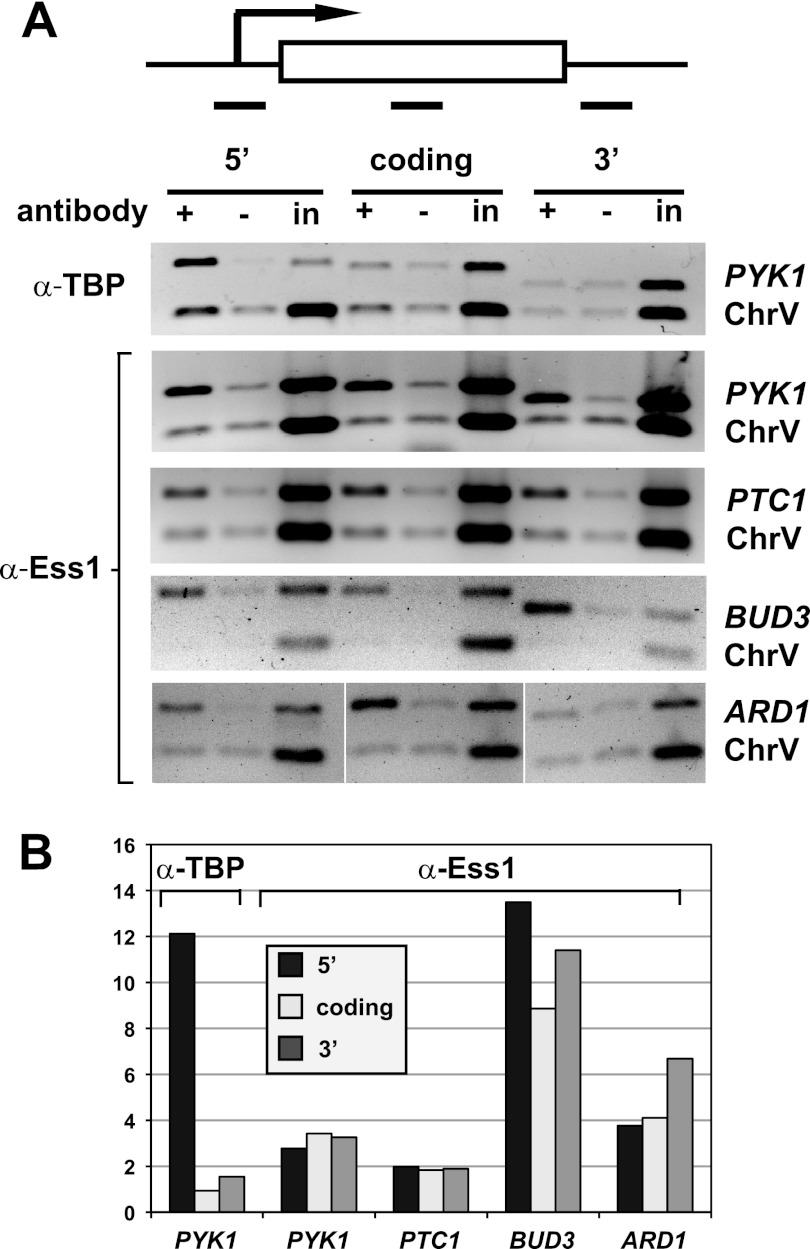 Fig 5