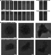 Extended Data Fig. 6