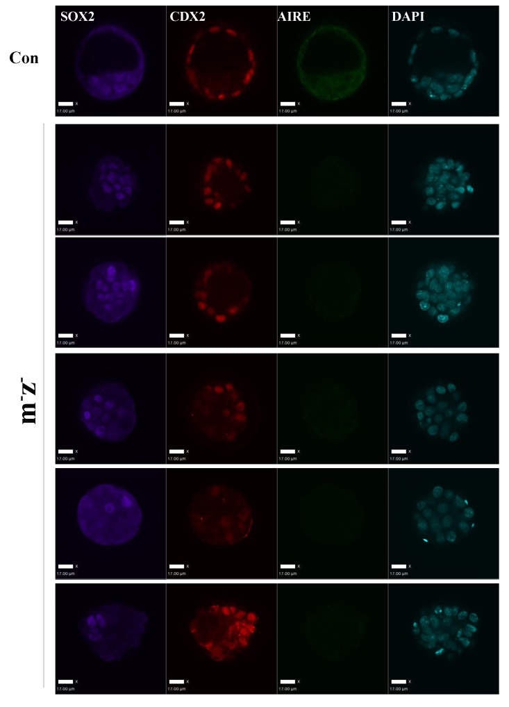 Figure 6—figure supplement 2.