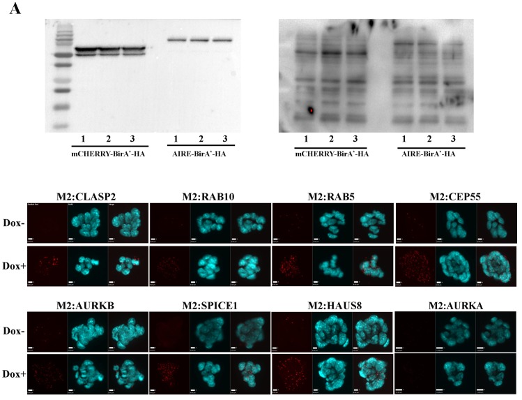 Figure 1—figure supplement 1.